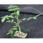 Bursera asplenifolia 4-inch pots