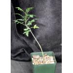 Bursera aptera 4-inch pots