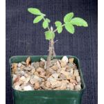 Bursera asplenifolia 4-inch pots