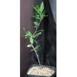 Bursera cerasifolia one-gallon pots