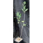 Bursera epinnata one-gallon pots