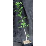 Bursera exequielii (WY 1216) 5-inch pots