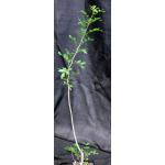 Bursera exequielii (WY 1216) 5-inch pots