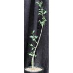 Bursera fagaroides 2-gallon pots