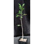 Bursera fagaroides 5-inch pots
