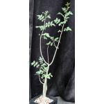 Bursera fagaroides one-gallon pots