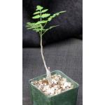 Bursera filicifolia 4-inch pots