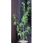 Bursera filicifolia var. compacta 2-gallon pots