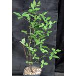 Bursera heteresthes one-gallon pots