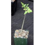 Bursera hindsiana 4-inch pots
