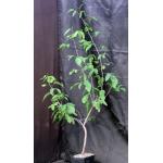 Bursera instabilis one-gallon pots
