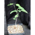 Bursera instabilis one-gallon pots
