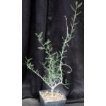 Bursera microphylla one-gallon pots
