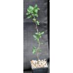 Bursera rupicola 5-inch pots