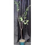 Bursera schlechtendalii 8-inch pots