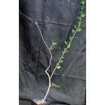 Bursera schlechtendalii one-gallon pots