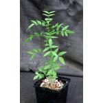 Bursera silviae 5-inch pots