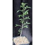 Bursera silviae one-gallon pots