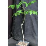 Bursera simaruba 5-inch pots