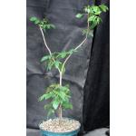 Bursera simaruba 8-inch pots