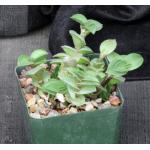 Callisia navicularis 4-inch pots
