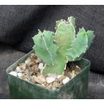 Caralluma acutangula 4-inch pots
