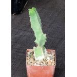 Caralluma penicillata 3-inch pots