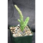 Caralluma subulata (TMC 5307) 4-inch pots