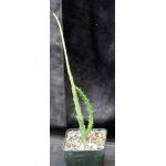 Caralluma subulata (TMC 5307)5-inch pots