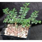 Catesbaea spinosa (FTBG2012, 0213) 5-inch pots