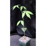 Ceiba speciosa 4-inch pots