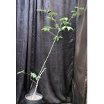 Ceiba insignis 2-gallon pots
