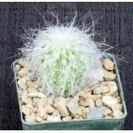 Cephalocereus senilis 3-inch pots