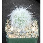 Cephalocereus senilis 4-inch pots