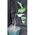 Cephalopentandra ecirrhosa 5-inch pots
