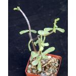 Ceraria fruticulosa 3-inch pots