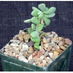 Ceraria pygmaea 4-inch pots