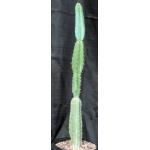 Cereus forbesii 2-gallon pots