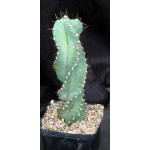 Cereus forbesii (spiraling) one-gallon pots