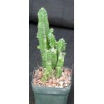 Cereus hildemannianus ssp. uruguayanus 5-inch pots