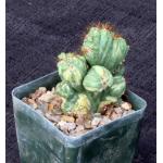 Cereus peruvianus (variegated crests) 4-inch pots