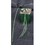 Ceropegia ampliata 4-inch pots