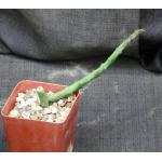 Ceropegia stapeliformis ssp. serpentina 4-inch pots