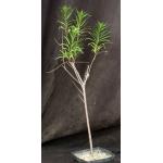 Chilopsis linearis cv Brighttip’s one-gallon pots