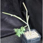Cissus adeyana 5-inch pots