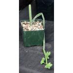 Cissus albiporcata 5-inch pots