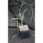 Cissus hamaderoensis (WY 1098) 5-inch pots