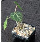 Cissus mayoensis 2-inch pots