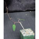 Cissus mayoensis 4-inch pots