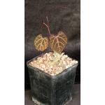Cissus mayoensis 5-inch pots